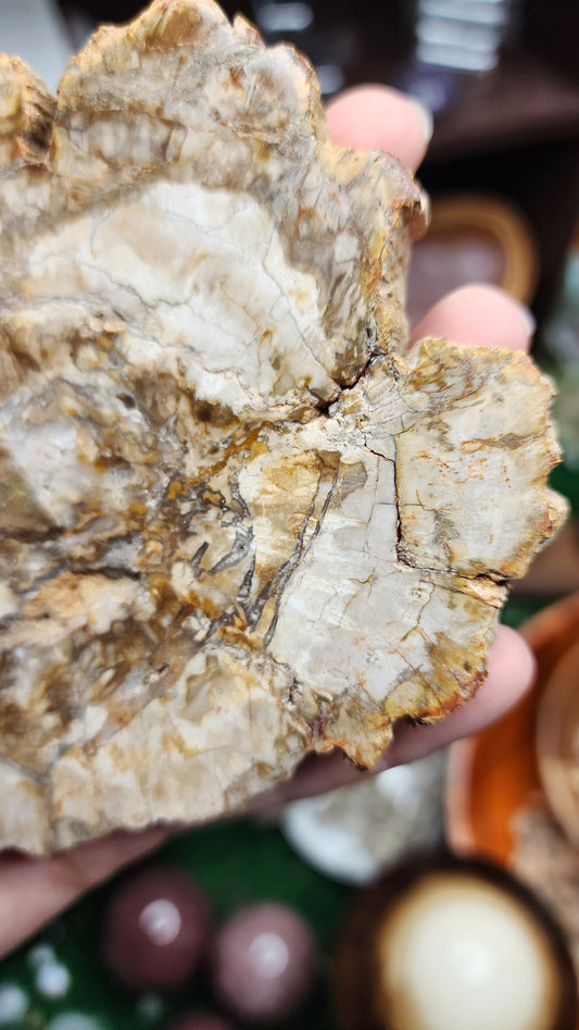 Petrified Wood Slice (#2)