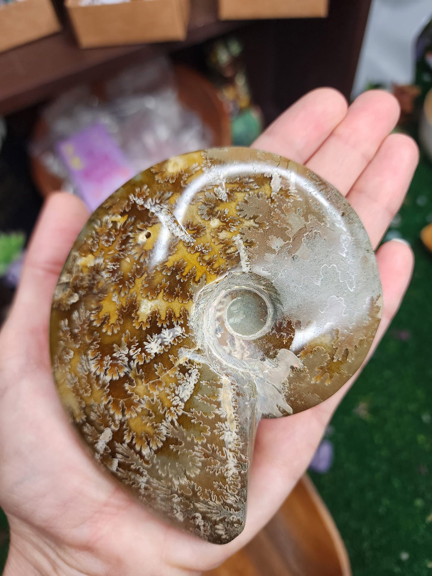 Ammonite Fossils
