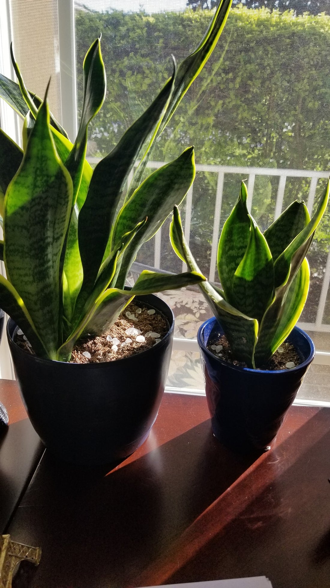Plant Love 🌱