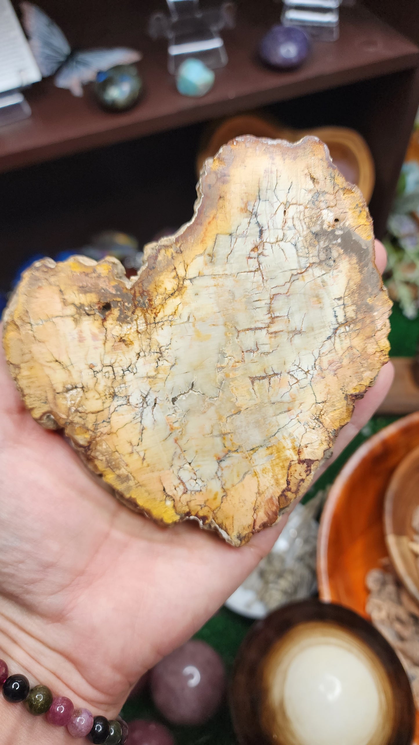 Petrified Wood Slice (#1)