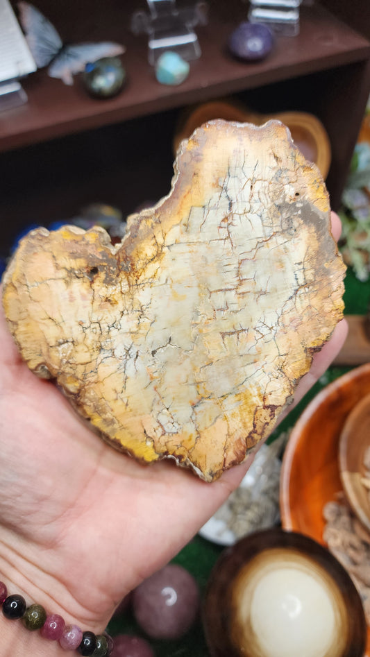 Petrified Wood Slice (#1)