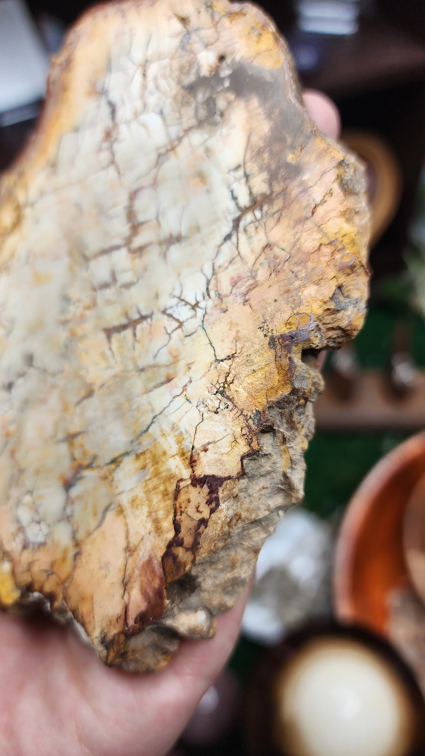 Petrified Wood Slice (#1)