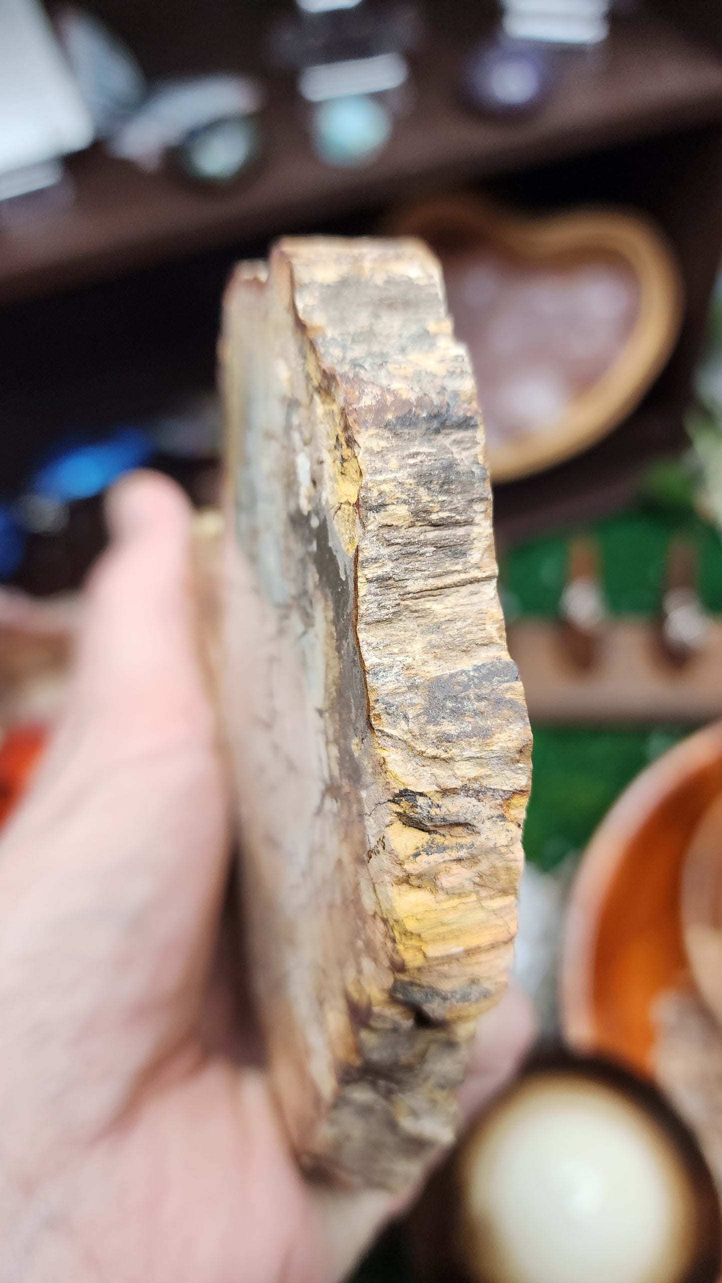 Petrified Wood Slice (#1)