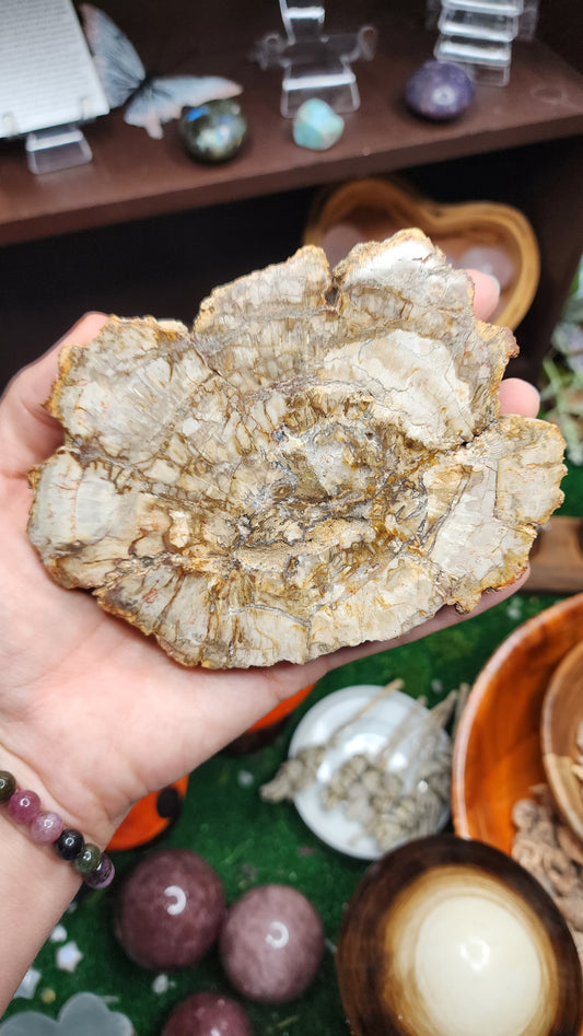 Petrified Wood Slice (#2)
