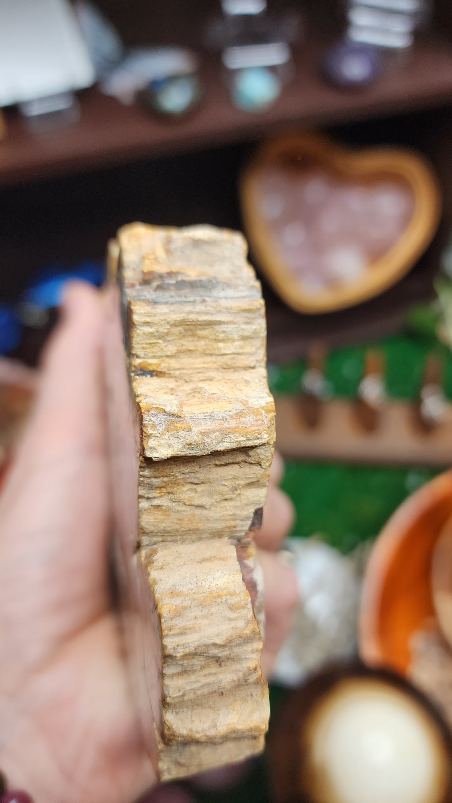 Petrified Wood Slice (#2)