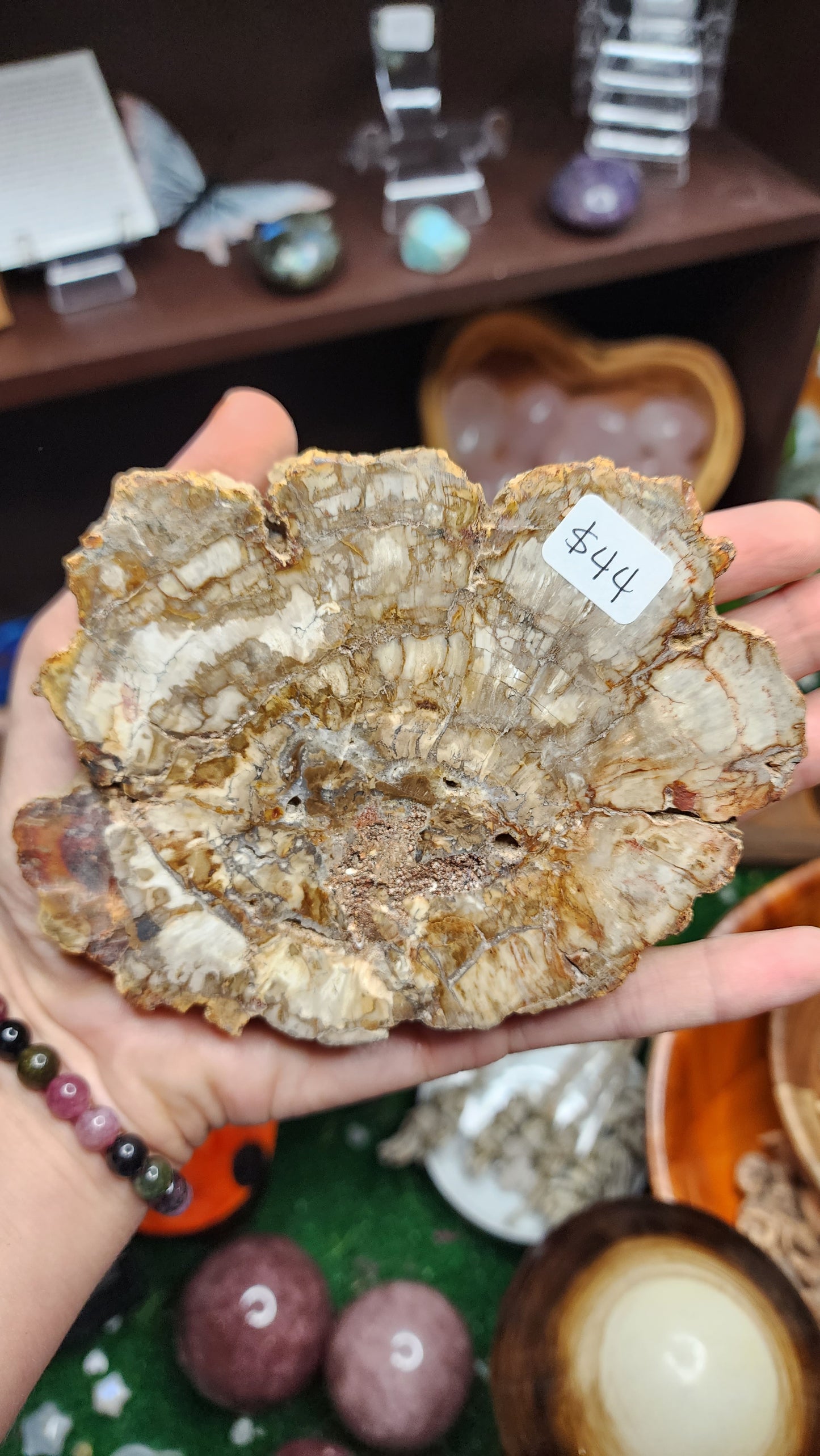 Petrified Wood Slice (#2)