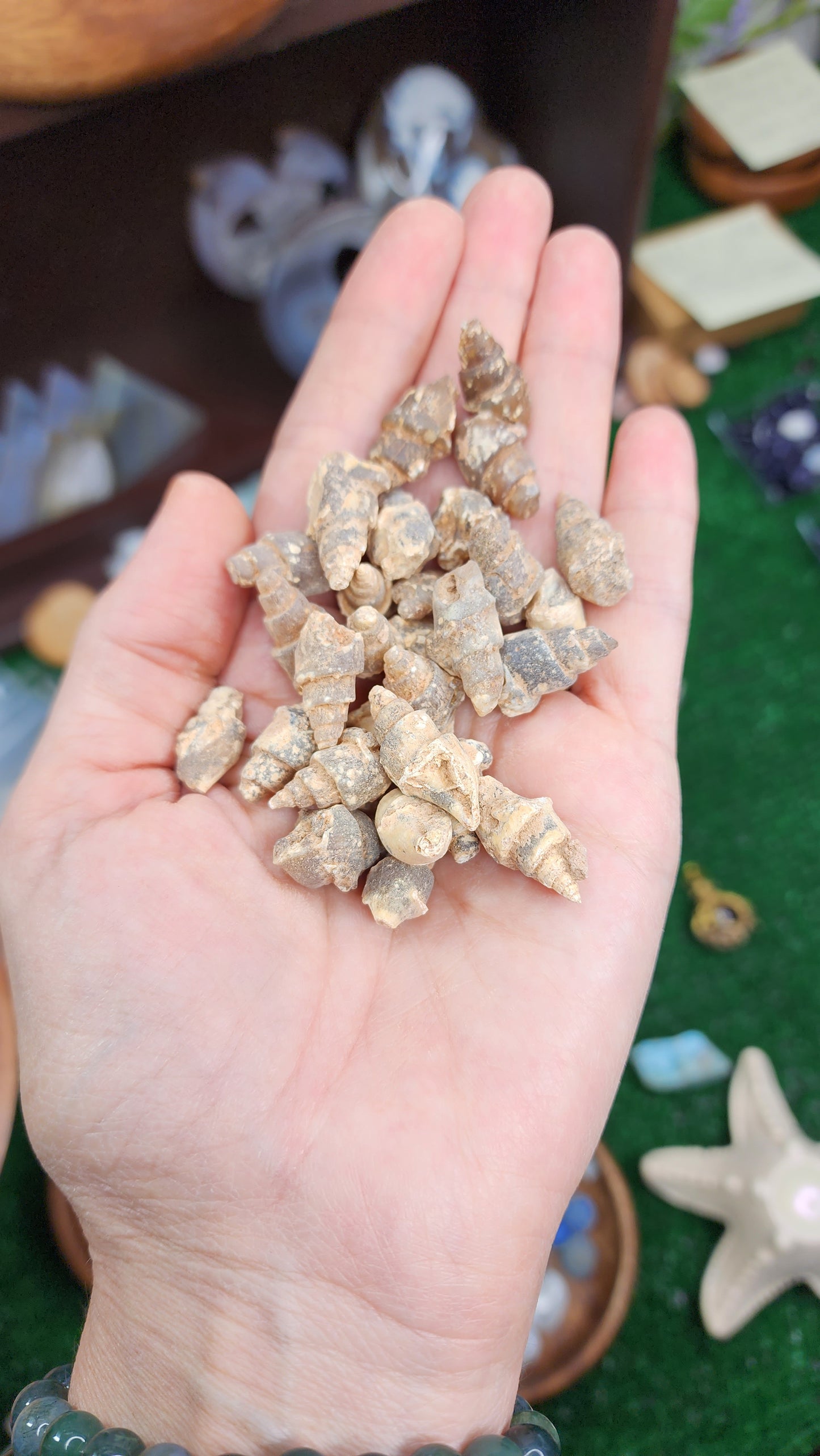Carnelian Shells 🐚