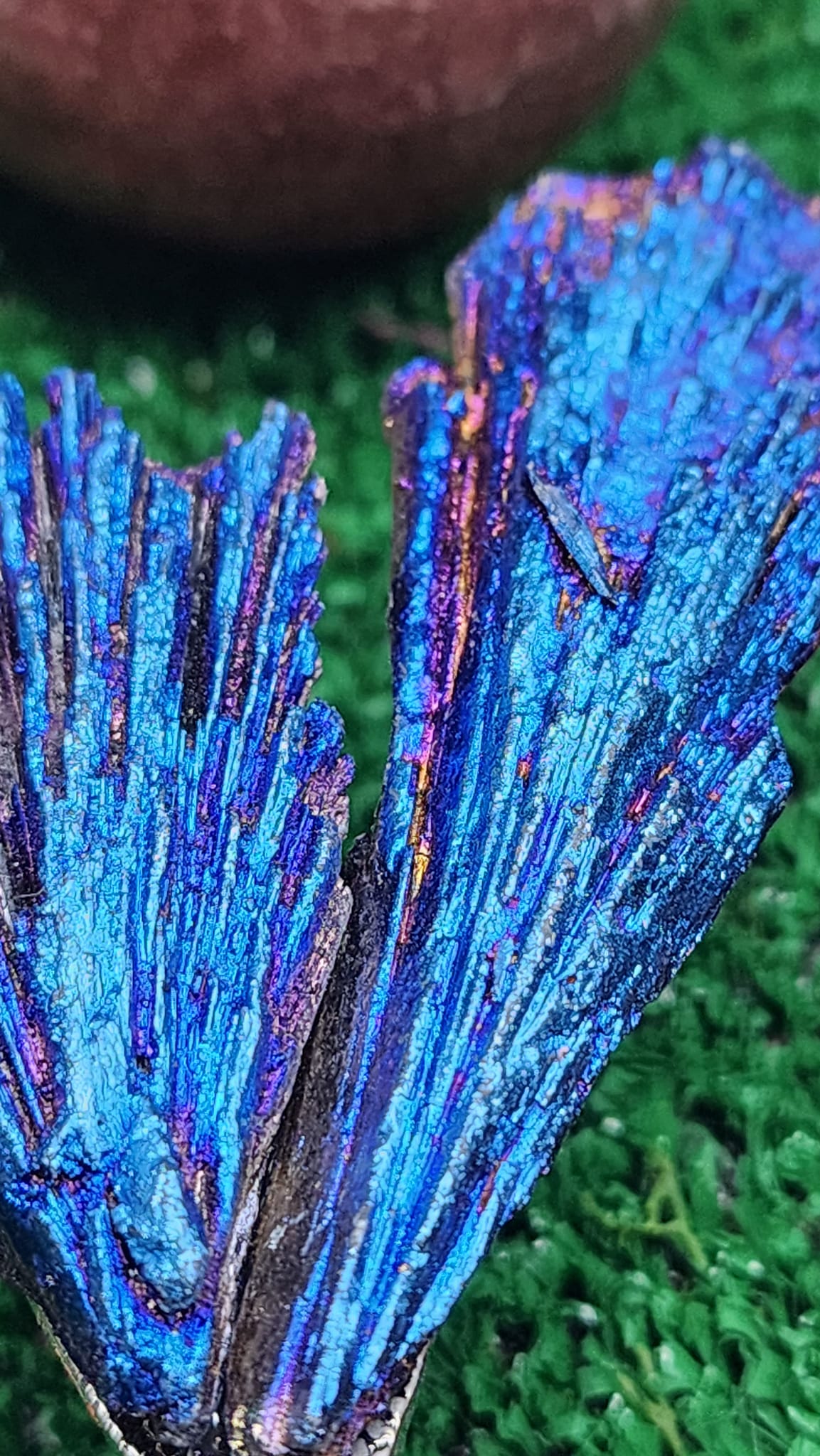 Titanium Aura Black Kyanite Dragonflies 🧚‍♂️