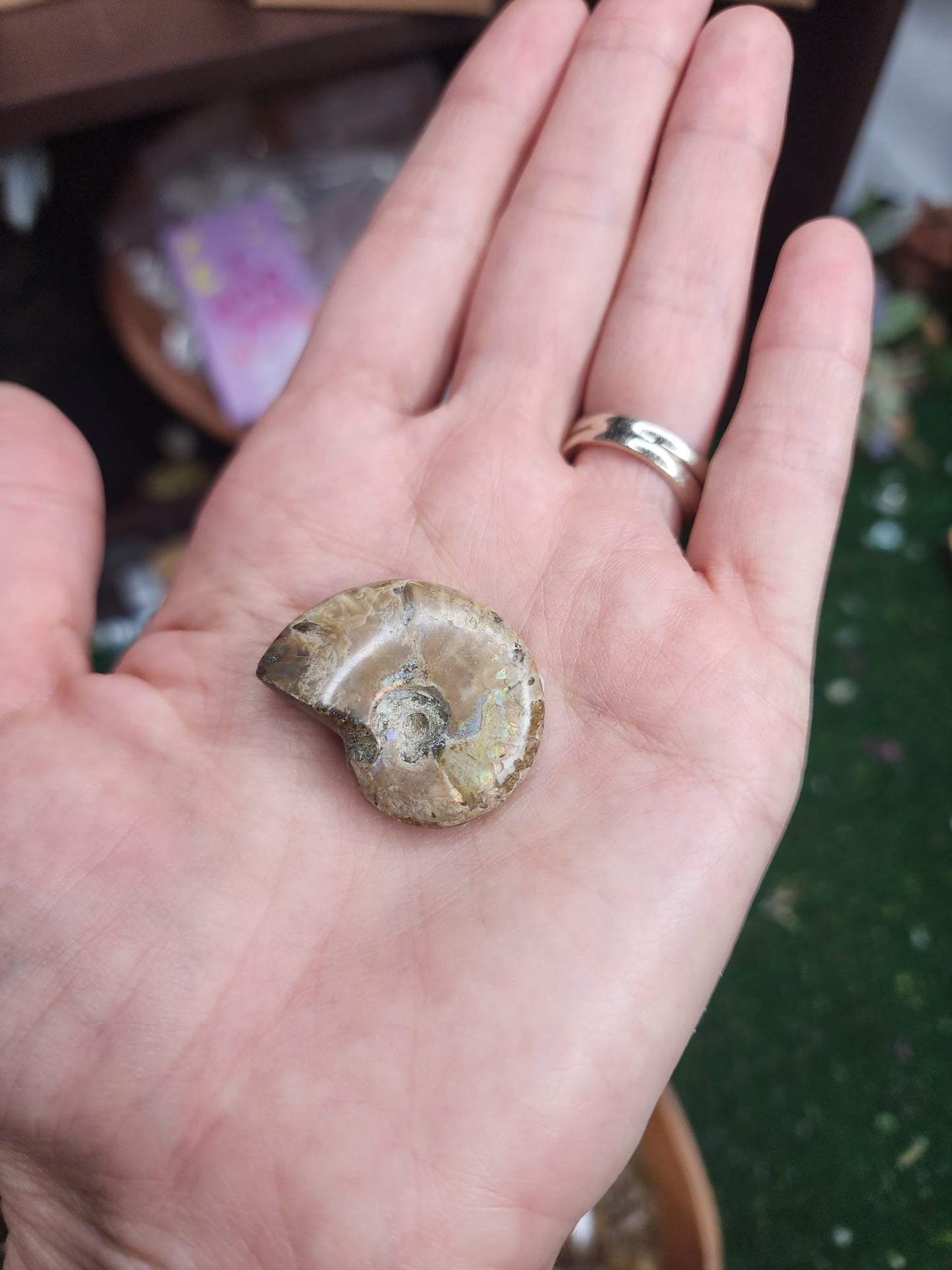 Ammonite Fossils