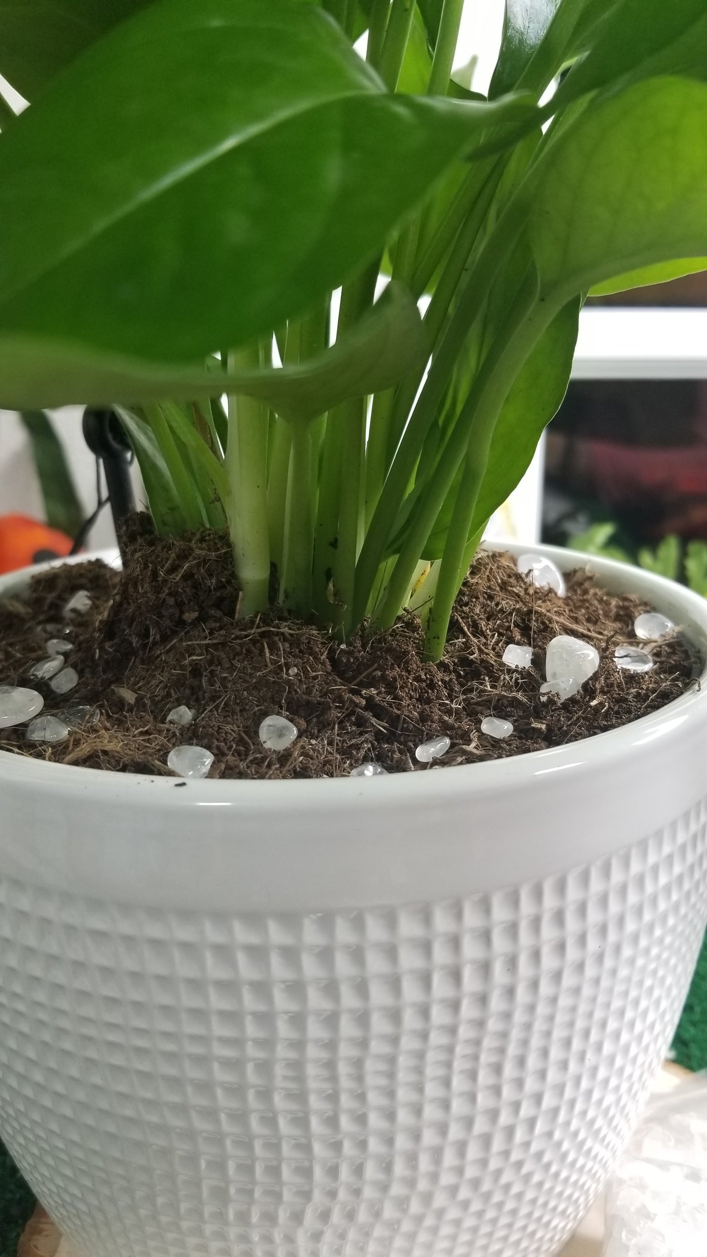 Clear Quartz chips for your plants!! 🌱🌿