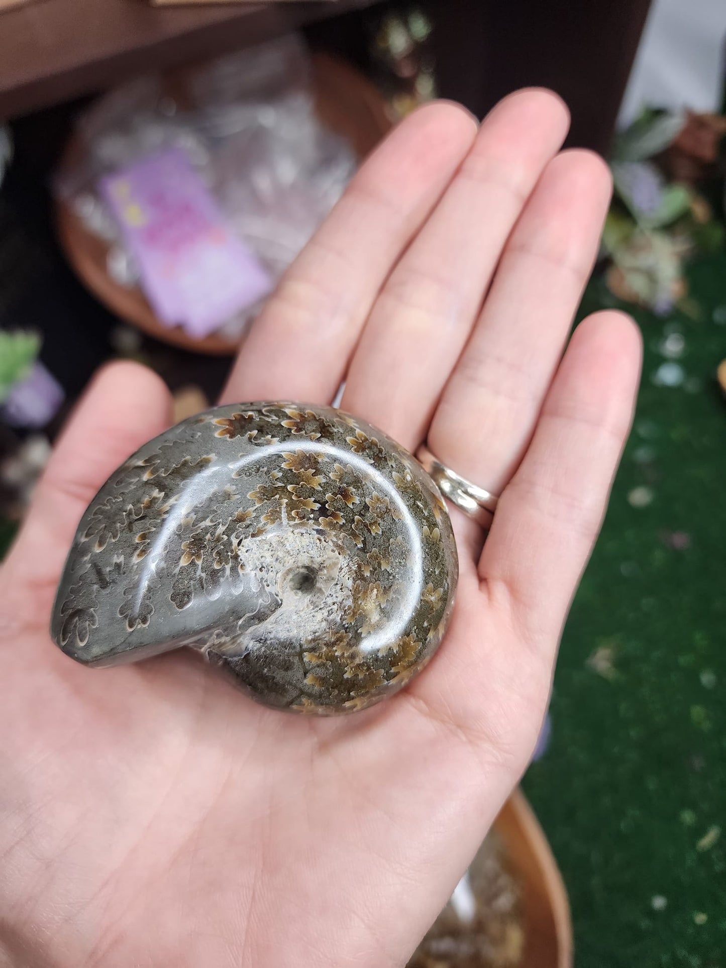 Ammonite Fossils