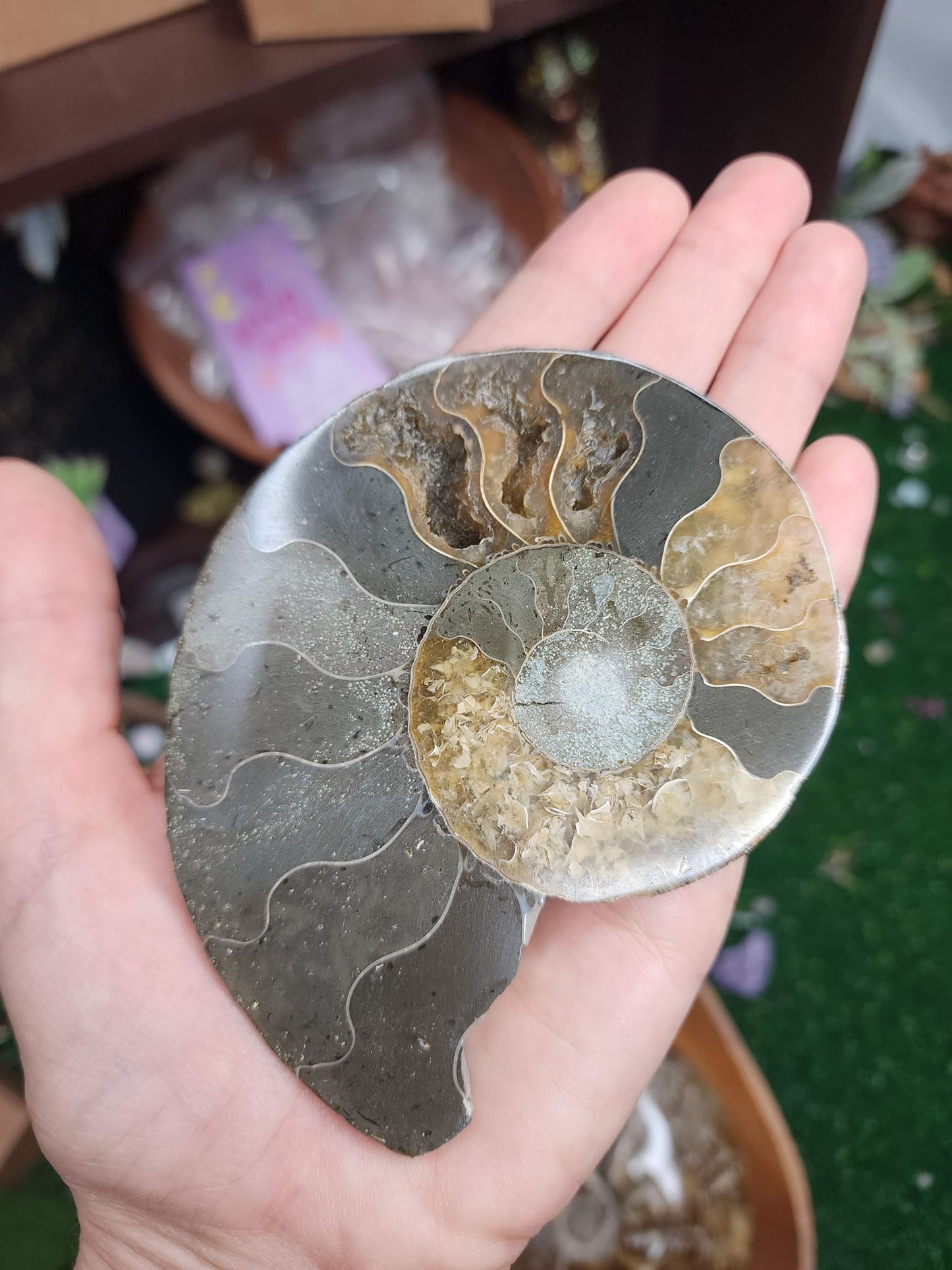 Ammonite Fossils