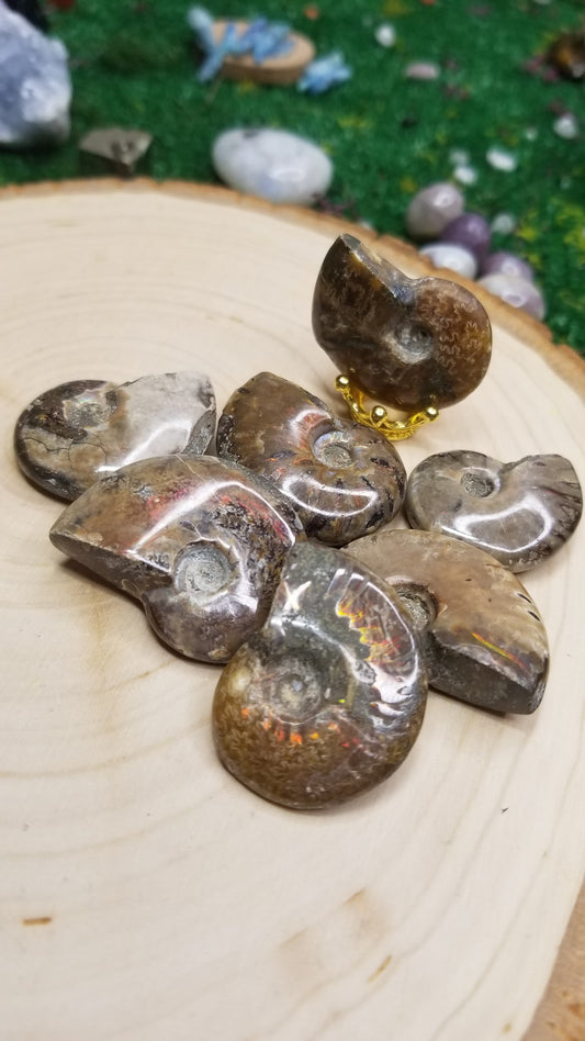 Ammonite Fossils