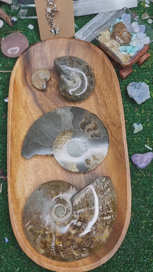 Ammonite Fossils