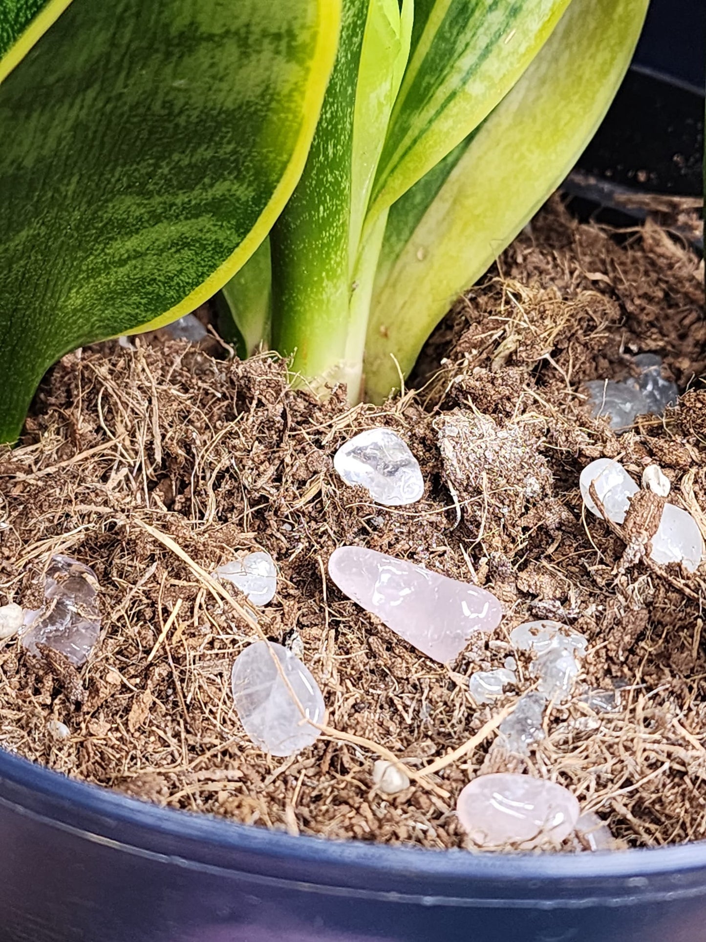 Rose Quartz Love for your plants!! 🌱🌿